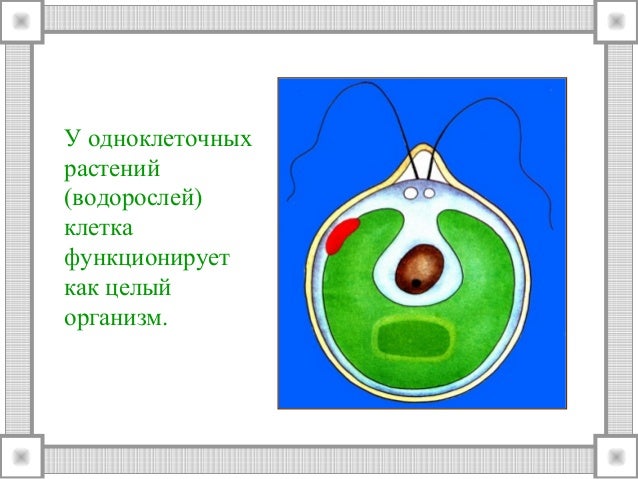 Как клетки связаны между собой Как клетки связаны между собой